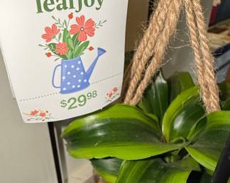Proven Winners Leafjoy Hanging Plant