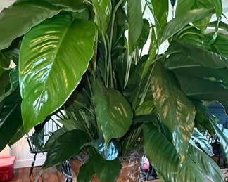 Large Peace Lily Houseplant in Woven Basket