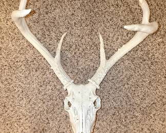 Bleached Whitetail Deer Skull Mount with 8-Point Antlers