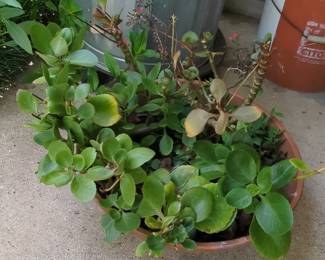 Kalanchoe blossfeldiana in Terra Cotta Planter