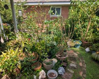 Garden plants