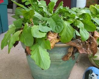 Arugula Plant in Glazed Ceramic Garden Planter