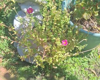 Vintage Concrete Garden Statue - Child with Hat