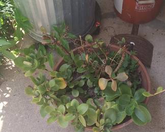 Kalanchoe 'Dragonfire' in terra cotta planter