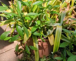 Variegated Spider Plant in Plastic Pot