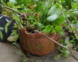 Terracotta Embossed Garden Planter with Kalanchoe Plant