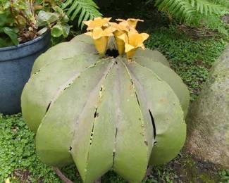 Handmade Metal Barrel Cactus Garden Art