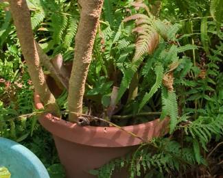 Large Plastic Planter Pot