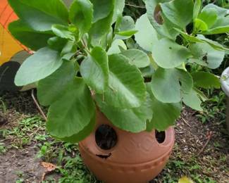 Terracotta Strawberry Planter with Kalanchoe Daigremontiana (Mother of Thousands)