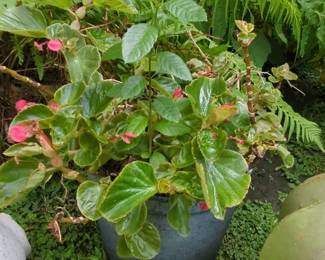 Dragon Wing Red Begonia