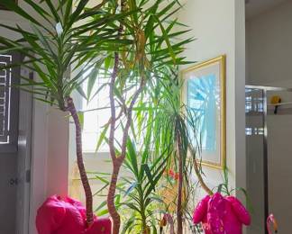 Spineless Yucca Plants!!!