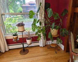 Plants