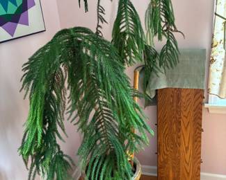 Fir tree