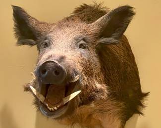 STUFFED WILD HOG……AKA PORKY PIG