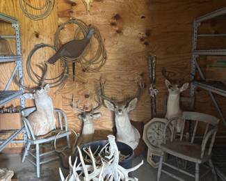 SHED ANTLERS, DEER SHOULDER MOUNTS