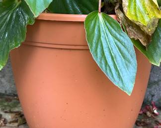 Several plastic planters
