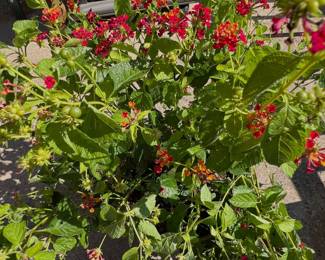 Beautiful flowering plant