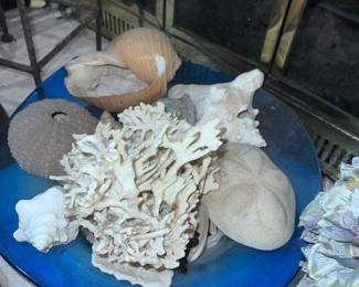 Very large seashell collection