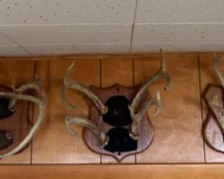 Deer Antlers