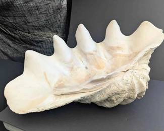 OM219VLarge Decorative Giant Clam Shell