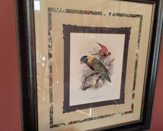 Carolina parakeet print