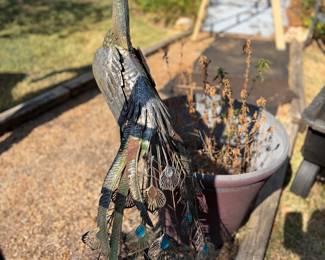 Metal Peacock Art