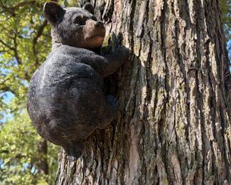Baby climbing bear