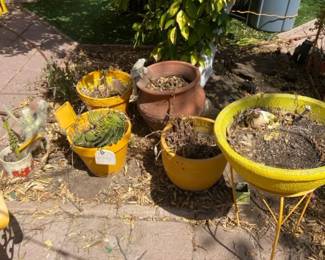 Cacti  Pots