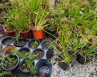 Allium Millenniums & creeping phlox