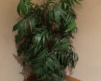 Plants