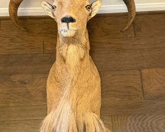 Aoudad Mount 30” h 26” w New Mexico $900