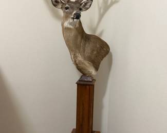 White Tail Deer on pedestal w/Texas Trophy Hunter Article 30.75”x15.75” 76” high 27” wide 226 5/8 antlers Texas Ranch $1000