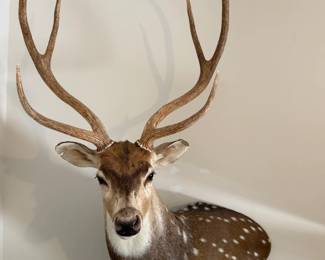 Axis Deer Mount 53” h 36” w Texas Ranch $350