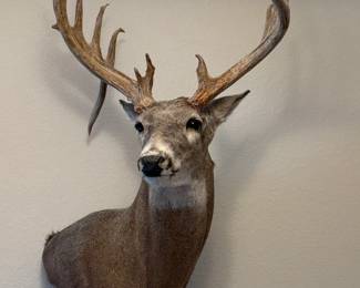White Tail Deer 40” h 24” w Texas Ranch $350