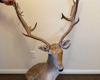 Fallow Deer 56” 23” Texas Ranch $500