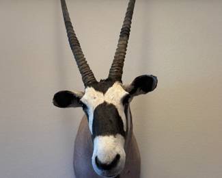 Oryx Gemsbok Shoulder Mount w/Texas Trophy Hunter Article 33.5”x21.5” 55” 36” horn New Mexico $1200