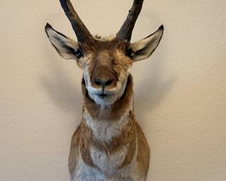 Prong Horn Antelope 34” h 12” w Wyoming $500
