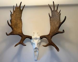 Moose Skull Mount 48” top point to bottom of skull. Approx 36” wide from British Columbia $1500