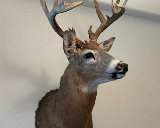 White Tail Deer 36” h 16” w Kansas $350