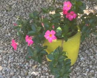 Yellow ceramic pot