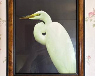 010 12x10framedbirdphotographincontempo