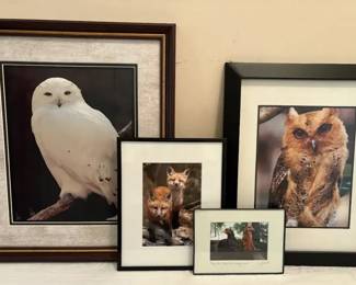 Animal Photography