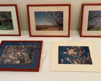 First Spring Photography
