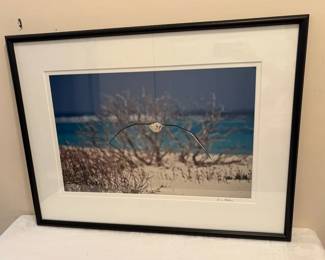 Jerry Baldwin Gooney Bird Photography