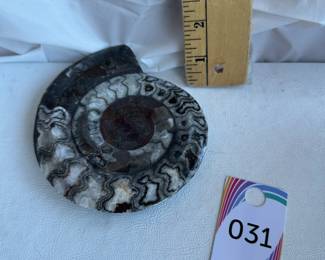 Vintage Polished Ammonite Fossil Segment Specimen