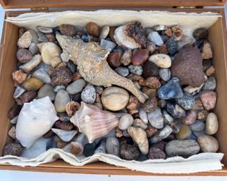 Shell and Pebble Collection