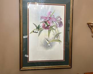 #180 print of hummingbird 28.5x39.5 $75.00