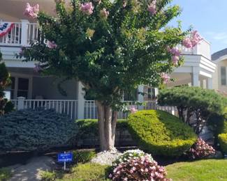 Ornamental trees