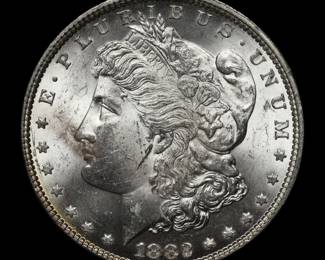 Stunning Morgans