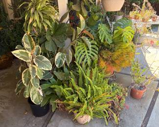 Potted Plants: Rubber Plant, Swiss Cheese Plant, Tuberous Sword Fern